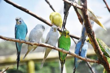 Какие продукты категорически запрещается давать попугаю: полный список
