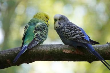 Как ухаживать за волнистыми попугаями: советы специалиста