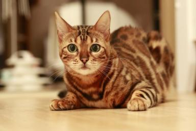 Какие 7 любопытных фактов о кошках стоит знать: мнение специалистов
