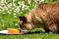 Почему кошки так сильно не любят апельсины: эксперты дали простое объяснение