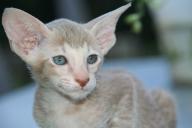 Какие породы кошек не линяют: специалисты составили список