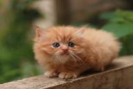 Какие привычные продукты питания нельзя давать кошкам: советы специалистов