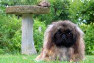 Почему пекинес считается королевской собакой: любопытные факты, о которых мало кто знает