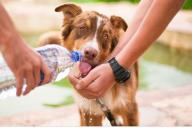 Какие 5 действий очень нравятся собакам, рассказали специалисты