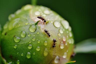  5 подручных средств, которые помогут в борьбе с садовыми муравьями
