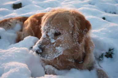 Как не допустить переохлаждения собаки во время зимнего выгула: 4 совета