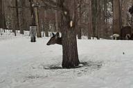 Никто не может разгадать загадку снимка – посмотрите сами на фотографию оленя 