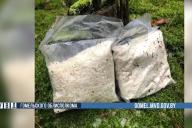 На Гомельщине выявлен крупнейший наркосиндикат