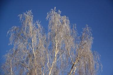 Мороз возвращается: погода в Беларуси на 8 марта 
