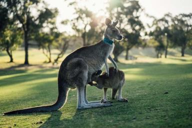 Австралия: 10 интересных фактов, о которых не знают