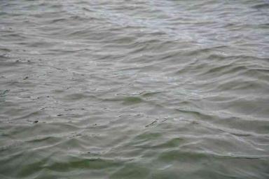 В Лунинецком районе трехлетняя девочка утонула в сажалке