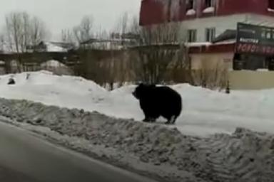 Кадры из России: по улице города за прохожими гонялся медведь. И это не шутка