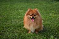 Названо 10 самых опасных продуктов для собак и кошек