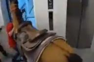 Жильцы многоэтажки пожаловались на соседа, который катал лошадь в лифте