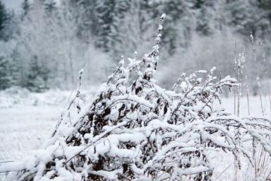 Снова снег и заморозки: какая погода в Беларуси будет 28 апреля