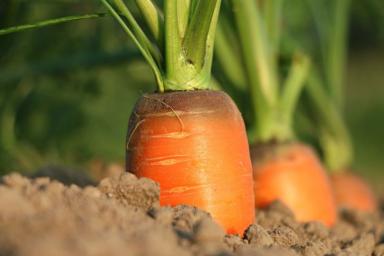 Морковь Огород