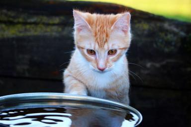 Кошка Вода
