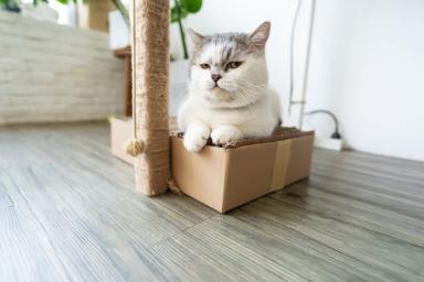 Кошка Коробка