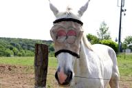 Лошадь Шутка