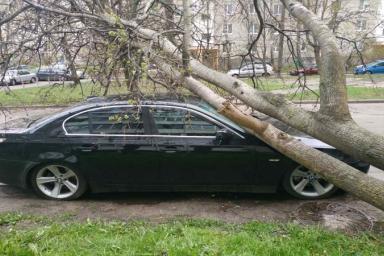 Непогода в Беларуси: ветер вырывает деревья и сносит крыши