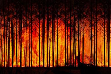 Лес Пожар