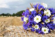 Василисков день: что можно и нельзя делать 4 июня