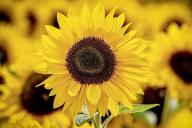 Подсолнечник