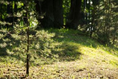 Почти по всей Беларуси ввели запреты на посещение лесов
