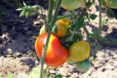 Что нужно сделать, чтобы помидоры быстрее краснели на кустах