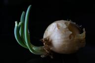 Почему лук при хранении гниет изнутри 