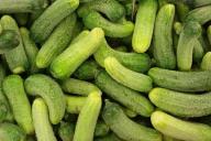 Что категорически нельзя сажать рядом с огурцами 