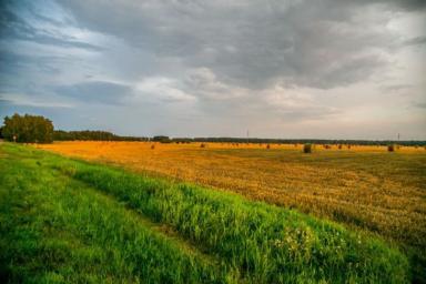 Вице-премьер Субботин об урожае в Беларуси: мы не будем голодать 