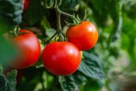 Какие цветы нужно сажать рядом с помидорами: досадные ошибки хозяек