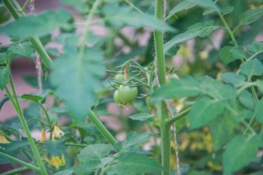 Почему чернеют листья на помидорах в теплице: как спасти томаты