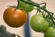 Когда и как правильно срывать зеленые помидоры для дозревания