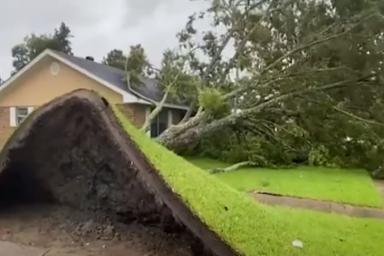 Ураган Дерево
