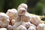 Чеснок