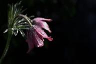 Цветок Скорбь