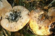 Как засолить сырые грузди, чтобы они хранились полгода в холодильнике 