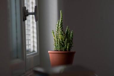 Где нельзя ставить комнатный кактус в доме: о чем не знают хозяйки