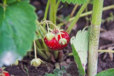 Почему нельзя обрезать клубнику в сентябре: о чем знают опытные садоводы 
