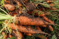 Когда нужно собирать урожай моркови, чтобы не прогадать