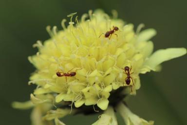 Что сажать в огороде, чтобы не было муравьев: совет опытного дачника