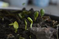 Чем мульчировать почву осенью и почему это нужно делать 