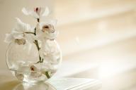 Вытягивают все соки: цветы с негативной энергией, которые нельзя держать дома