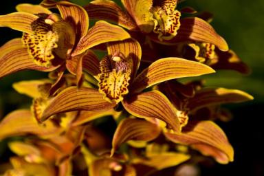 Почему в доме нельзя держать орхидею: о чем не знают хозяйки