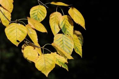 Березовые листья