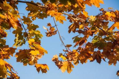 Нужно ли белить садовые деревья осенью: что думают дачники