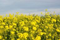 Зачем осенью на каждом огороде сажают горчицу