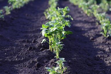Как восстановить почву после нескольких лет выращивания картофеля